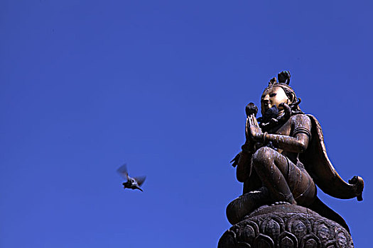 尼泊尔帕坦杜巴广场的鸽子