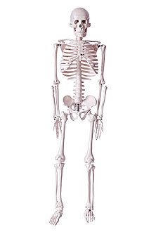 骨骼,隔绝,白色背景