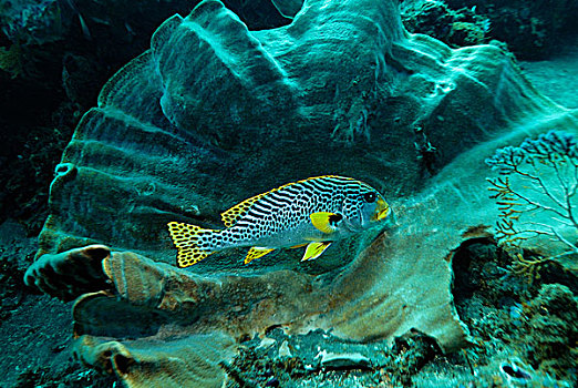 甜唇鱼,靠近,巴厘岛,印度尼西亚,东南亚