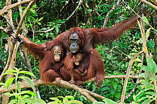 猩猩,黑猩猩,女性,幼小,露营,檀中埠廷国立公园,婆罗洲,印度尼西亚