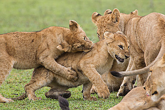 四个,幼狮,打闹,一个,攻击,后视图,咬,惊讶,幼兽,看
