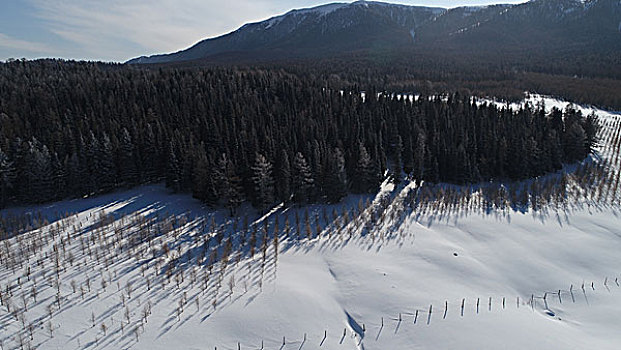 天山雪岭云杉