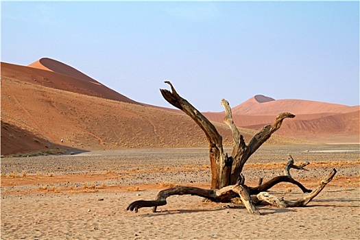 树,纳米比沙漠