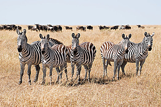 行列,五个,斑马,马,凝视,摄影,围绕,高草,非洲,大草原,牧群,角马,风景,地平线,背景,下方,蓝天,肯尼亚