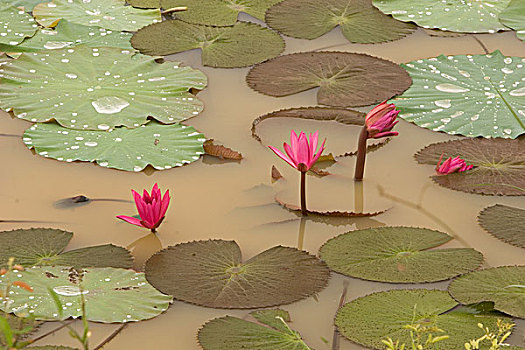 泰国,大城府,莲花