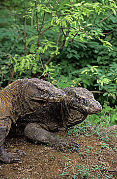 印度尼西亚,科莫多岛,科莫多巨蜥,巨蜥,特写