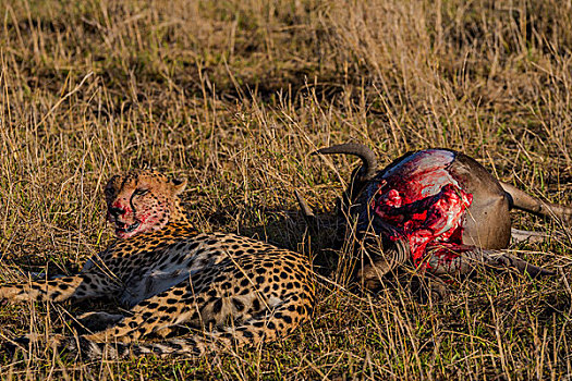 肯尼亚马赛马拉国家公园猎豹群吃水牛