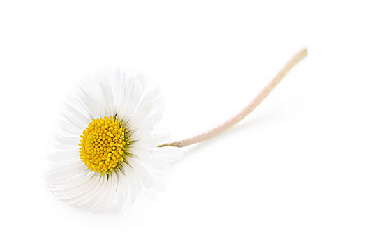 一个,雏菊,白色背景
