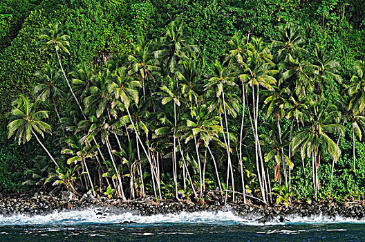 椰树,椰,岛屿,哥斯达黎加,中美洲