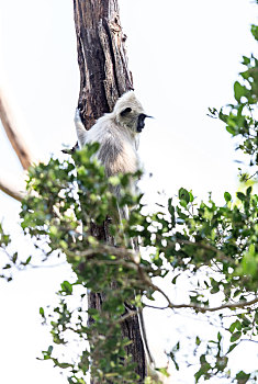 斯里兰卡长尾叶猴攀爬下树到地面觅食