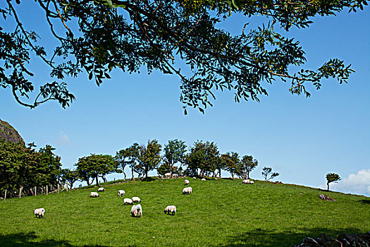 绵羊,放牧,山坡,靠近,安特里姆郡,海岸,爱尔兰