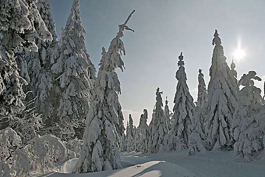 树,树林,冬天