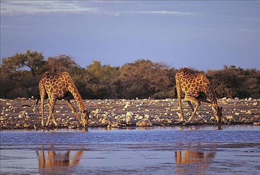两个,喝,长颈鹿,水坑,哺乳动物,埃托沙国家公园,纳米比亚,非洲,动物