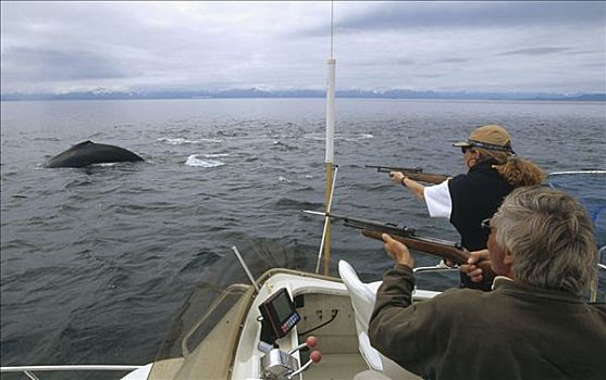 研究人员,驼背鲸,大翅鲸属,鲸鱼,鲸,样品,皮肤,尖,阿拉斯加