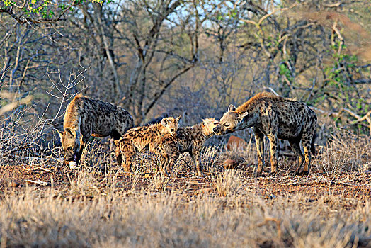 斑点土狼,斑鬣狗,老,动物,小动物,嗅,相互,动物群,交际,行为,克鲁格国家公园,南非,非洲