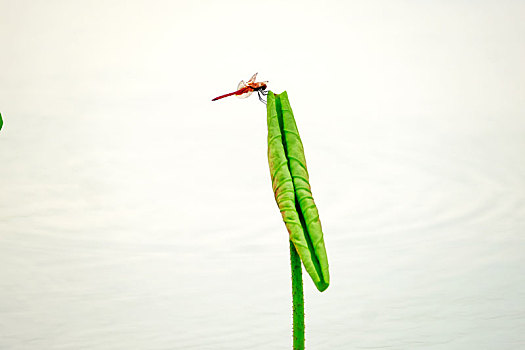 成都市北海公园的红蜻蜓