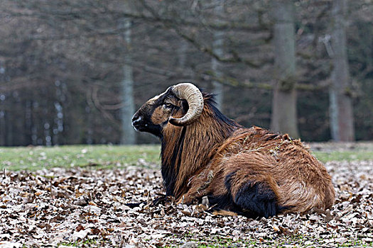 欧洲盘羊,野生动植物园,莱茵兰普法尔茨州,德国,欧洲