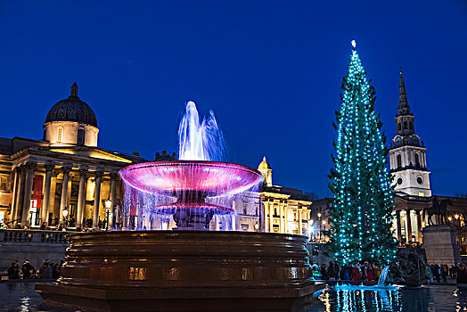 英格兰,伦敦,特拉法尔加广场,圣诞树