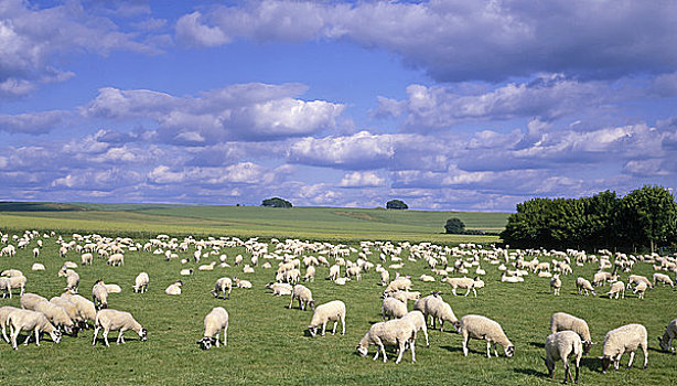 英格兰,威尔特,绵羊,风景