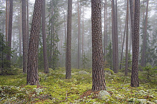 瑞典,木头,雾