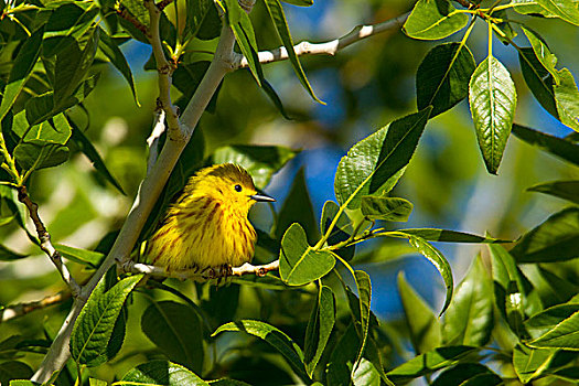 黄色,鸣禽,树上,靠近,蒙大拿,美国