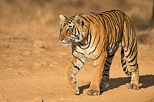 野生,孟加拉虎,印度虎,虎,走,林道,干燥,树林,拉贾斯坦邦,国家公园,印度,亚洲