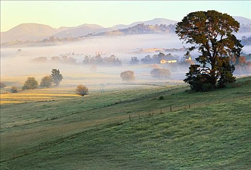 雾,上方,风景,靠近,新南威尔士,澳大利亚