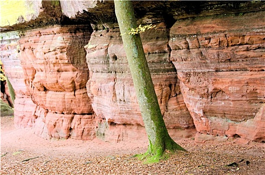 砂岩,石头,树干