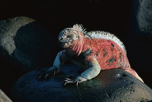 海鬣蜥,饲养,彩色,加拉帕戈斯群岛