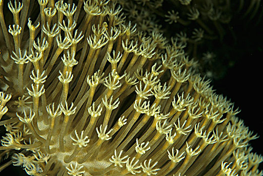 珊瑚,珊瑚虫,科莫多国家公园,印度尼西亚