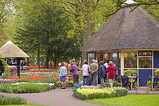 库肯霍夫花园,靠近,阿尔克马尔镇,荷兰