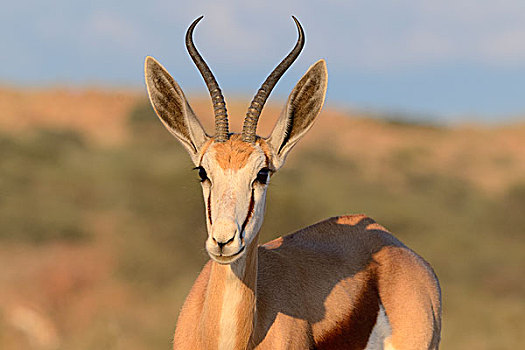 跳羚,头像,早晨,亮光,卡拉哈迪大羚羊国家公园,北开普,南非,非洲