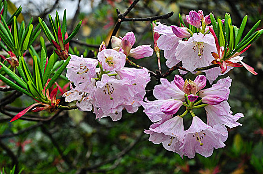 高山杜鹃花