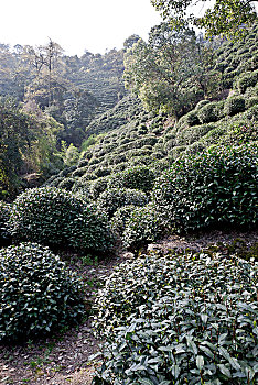 杭州老龙井景点老茶园