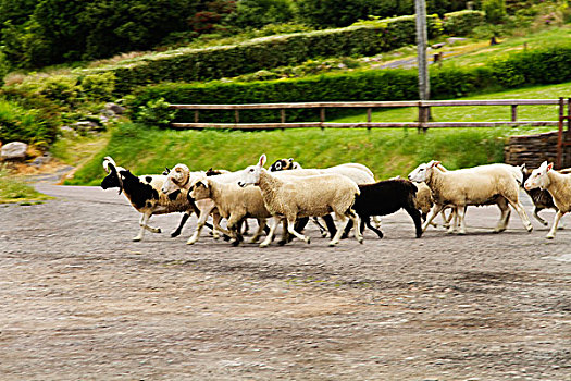 羊群,途中,克俐环,凯瑞郡,爱尔兰