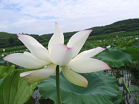 建宁县建莲莲花