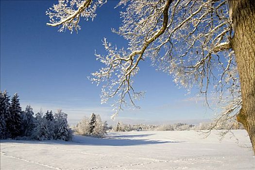 冬季风景,景色,树,巴伐利亚,德国,欧洲