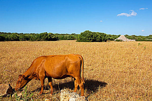 米诺卡岛,褐色,母牛,放牧,金色,地点,靠近,巴利阿里群岛