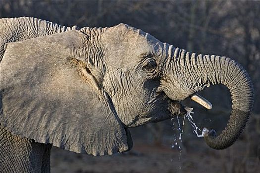 肯尼亚,查沃,东方,幼兽,大象,饮用水,重要