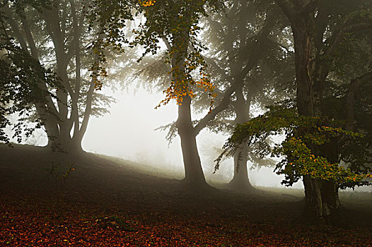 山毛榉树,晨雾,巴登符腾堡,德国