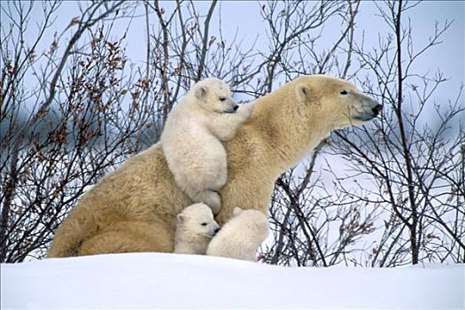 北极熊,母熊,树林,丘吉尔市,加拿大