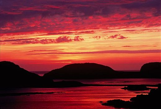 日落,特威林盖特岛,纽芬兰,拉布拉多犬,加拿大