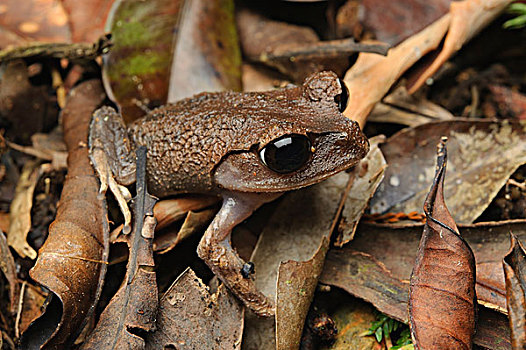 山,青蛙,保护色,京那巴鲁山,国家公园,沙巴,婆罗洲,马来西亚