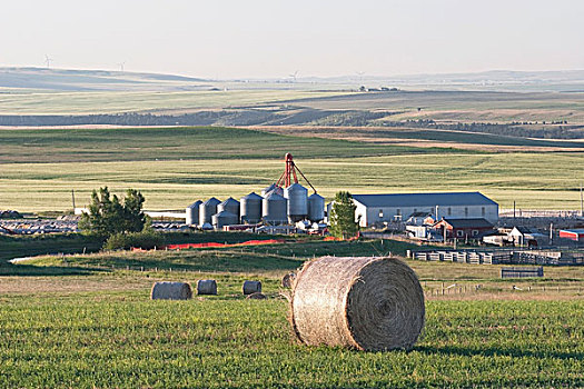 农场,南方,艾伯塔省,加拿大