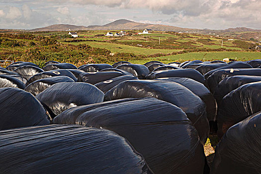 塑料制品,包装,大捆,动物,喂食,靠近,头部,科克郡,爱尔兰