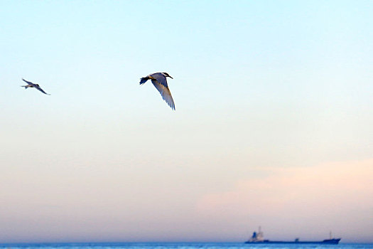 海上飞翔的海鸥
