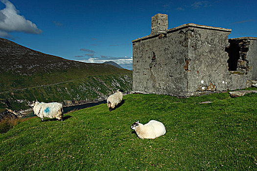 绵羊,暸望,柱子,遗址,迎面,阿基尔岛,野生,大西洋,道路,沿岸,路线,梅奥县,爱尔兰