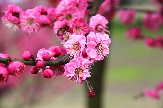 梅花,腊梅,梅花素材