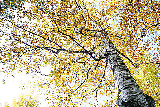 秋天,桦树