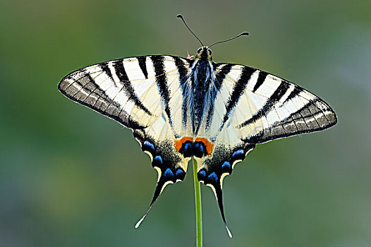 凤蝶,翼,保加利亚,欧洲